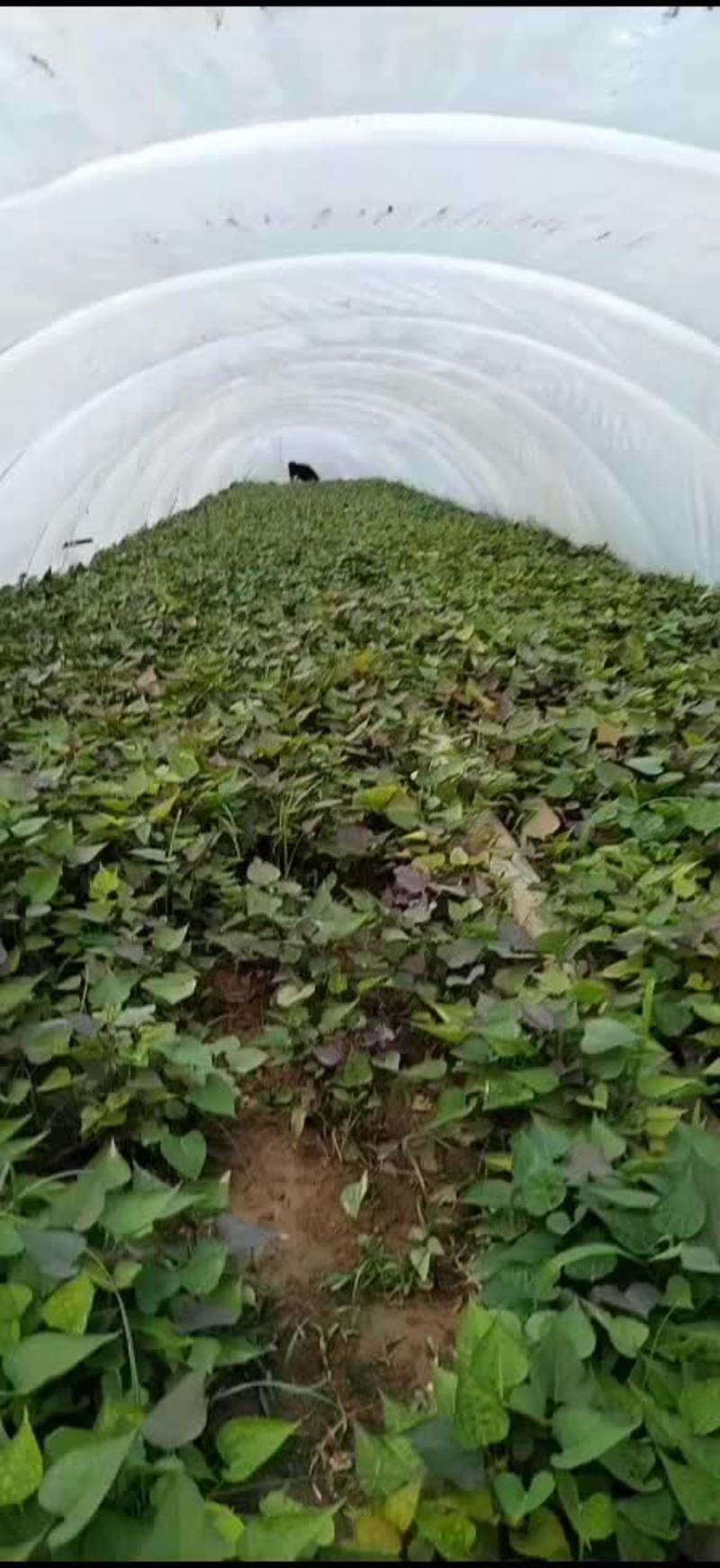 【推荐】西瓜红红薯苗脱毒红薯苗河南产地大量出货中