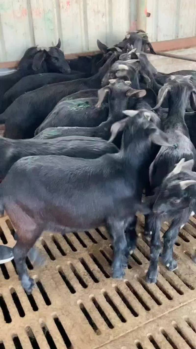 努比亚黑山羊公羊怀孕母羊活体小羊苗可视频挑选厂价直销