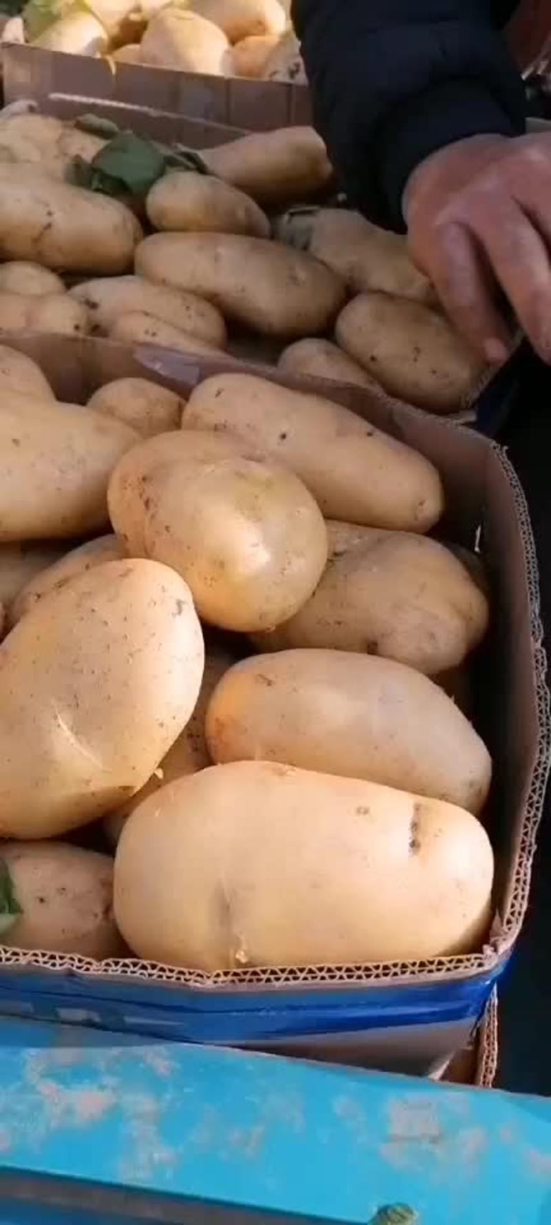兰陵县精品土豆大量供应，黄心黄皮，个头匀称，产地直发，