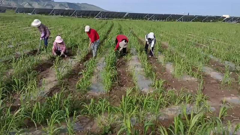 张家口市蔚县优质小米（金苗K1），采用生态种植