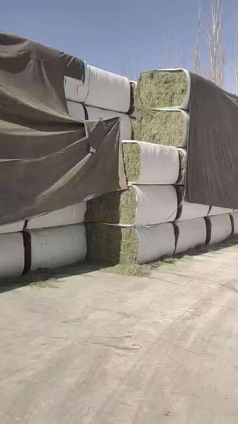 甘肃加密包苜蓿草一袋460公斤，甘肃玉门货源一件代发货