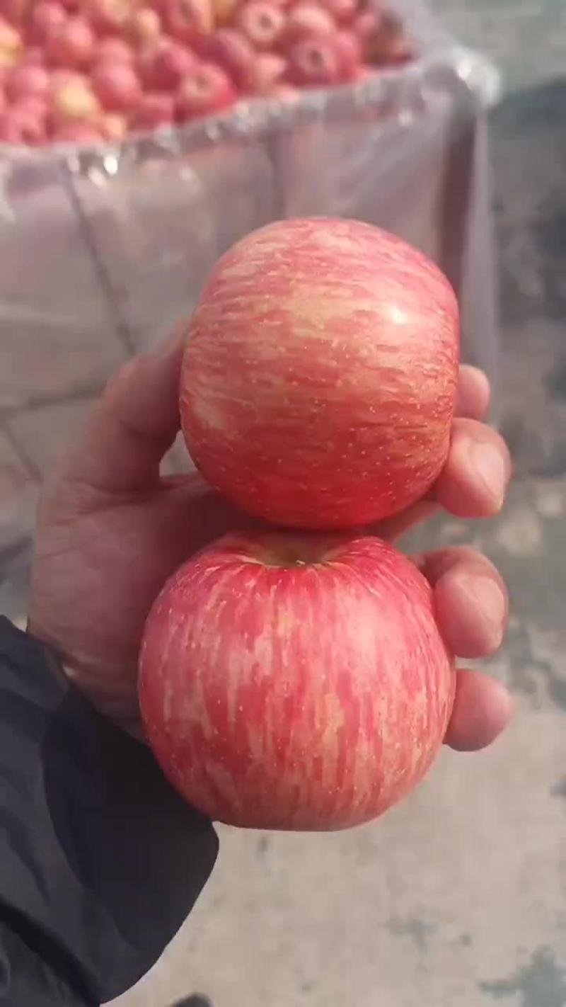 山东水晶红富士苹果产地直销，条红全红红富士苹果