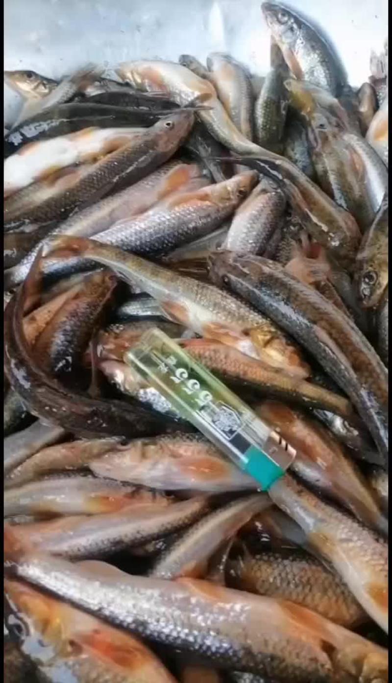 棍子鱼精品水产货源黑龙江基地发货品质保障欢迎订购