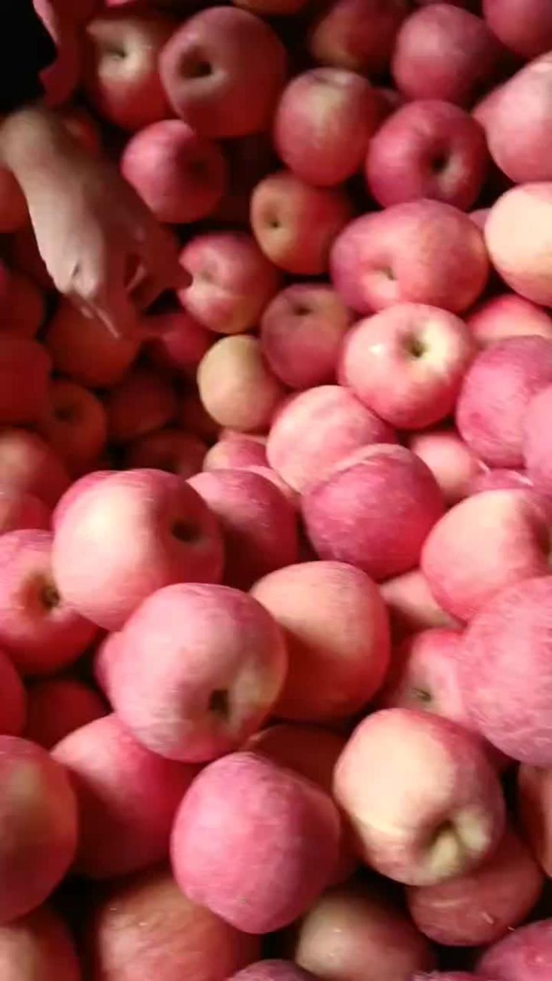 山东红富士苹果库存红富士苹果大量出库货源充足全国发货
