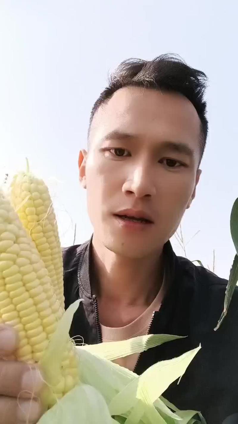 太阳花玉米