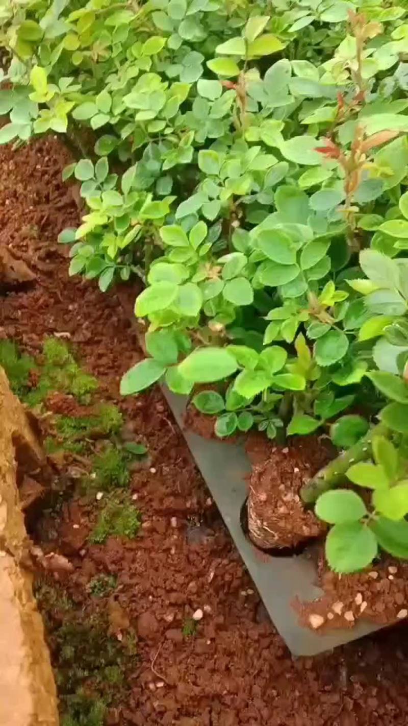 非洲菊穴盘苗