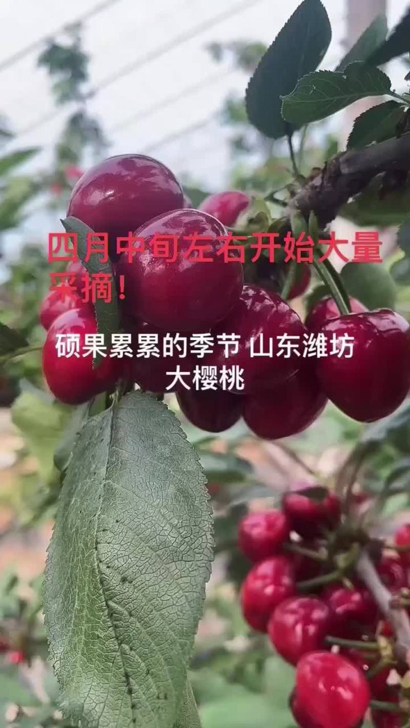 潍坊临朐大樱桃4月中旬采摘