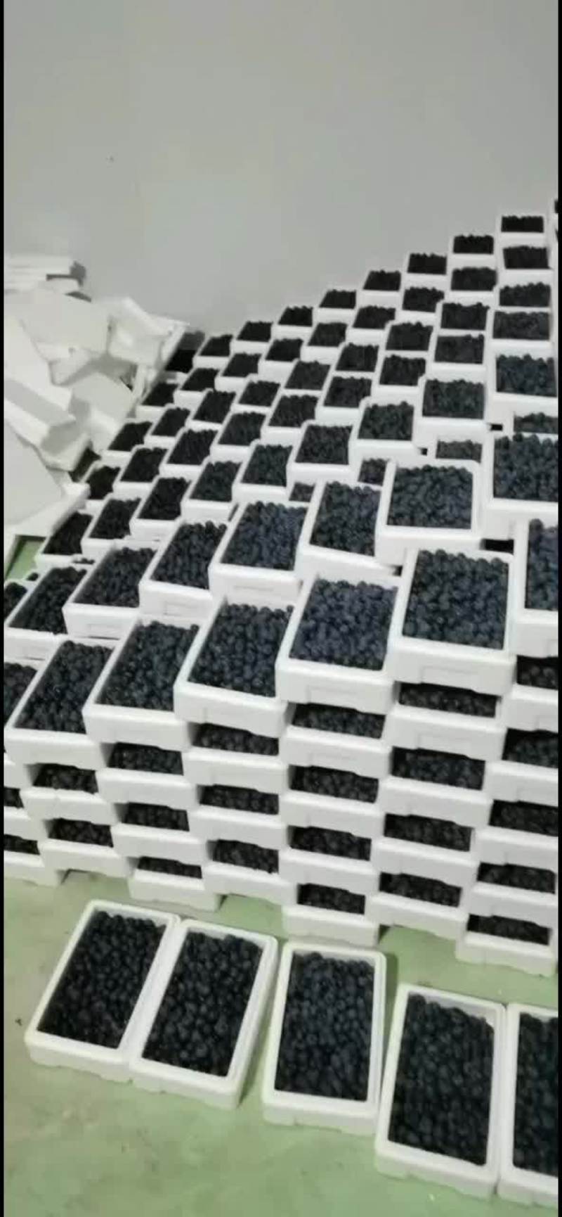 蓝莓粒果串果叶果成熟了优瑞卡,L25,北路公爵，蓝峰等