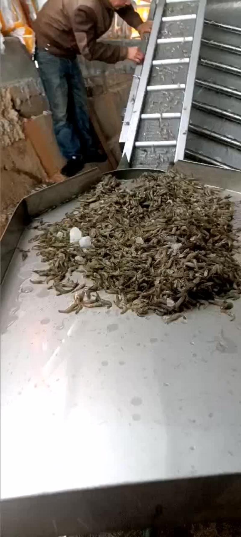 河虾
