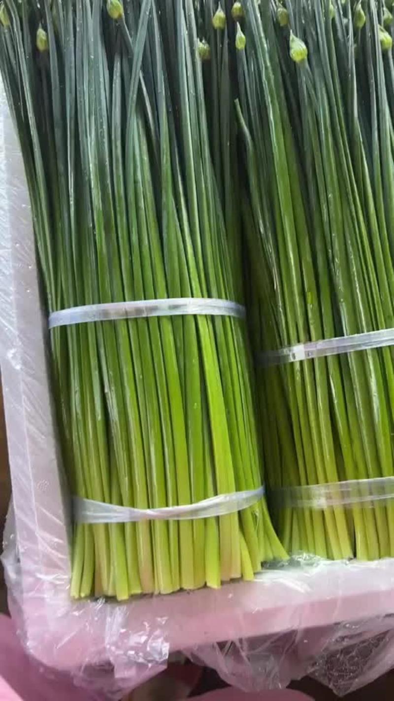 云南韭苔精品新老品种，可视频看货，产地直发，量大从优