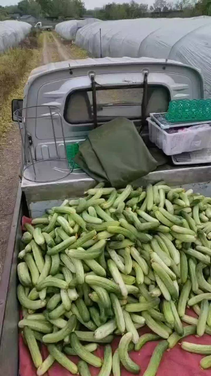 彭州产地直销燕白黄瓜，无苦味，质优。每天有货