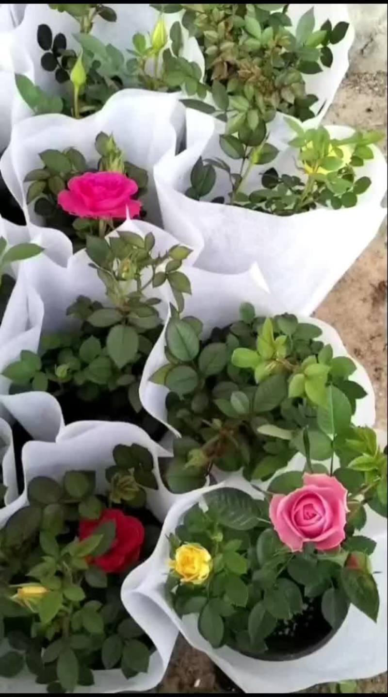 玫瑰微型五彩斑斓室内外观赏绿化工程景观伟荣花卉