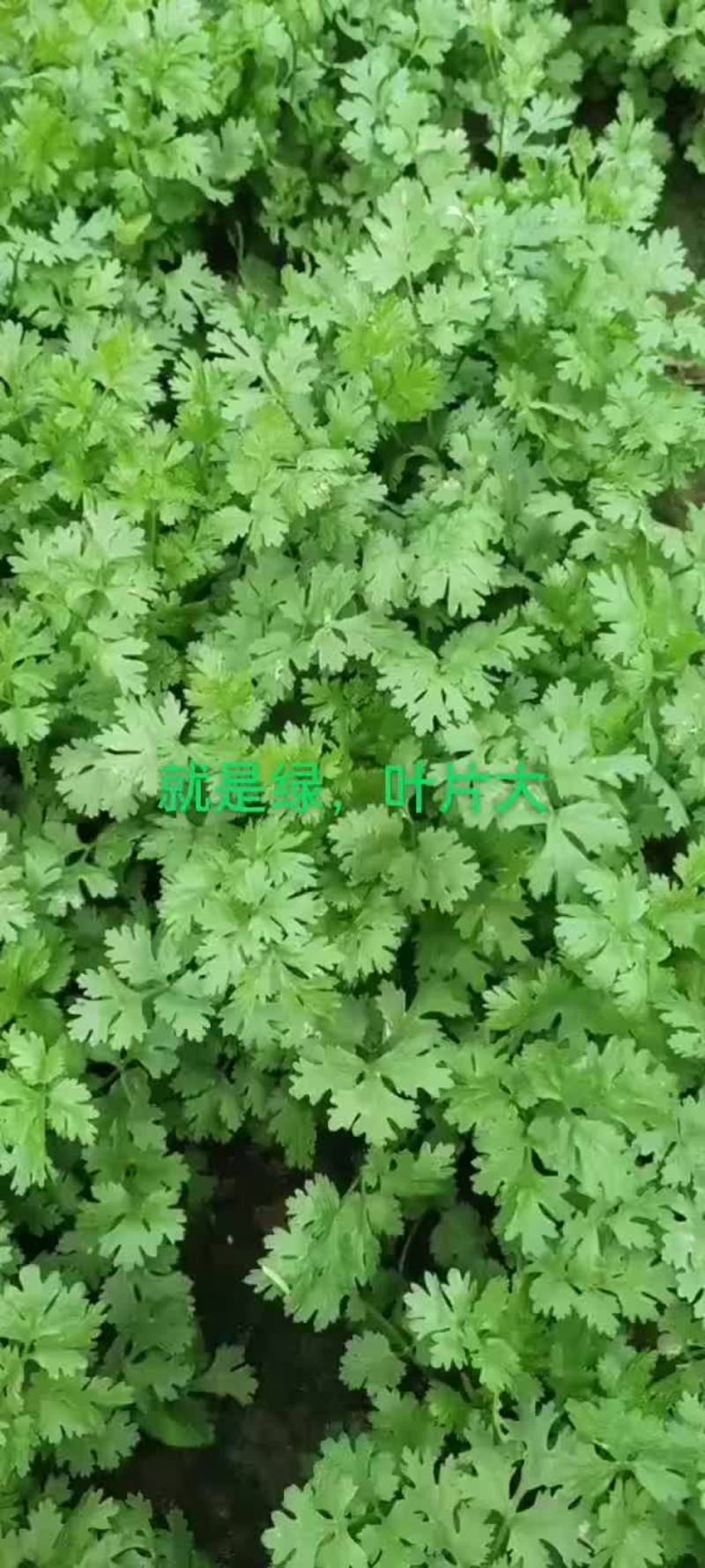 天津基地香菜