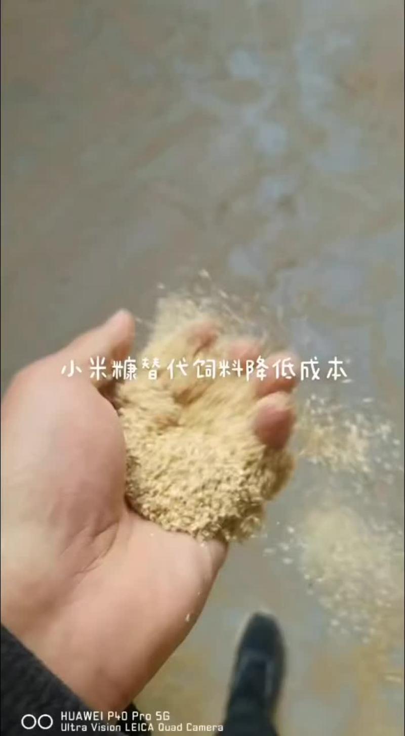 小米糠