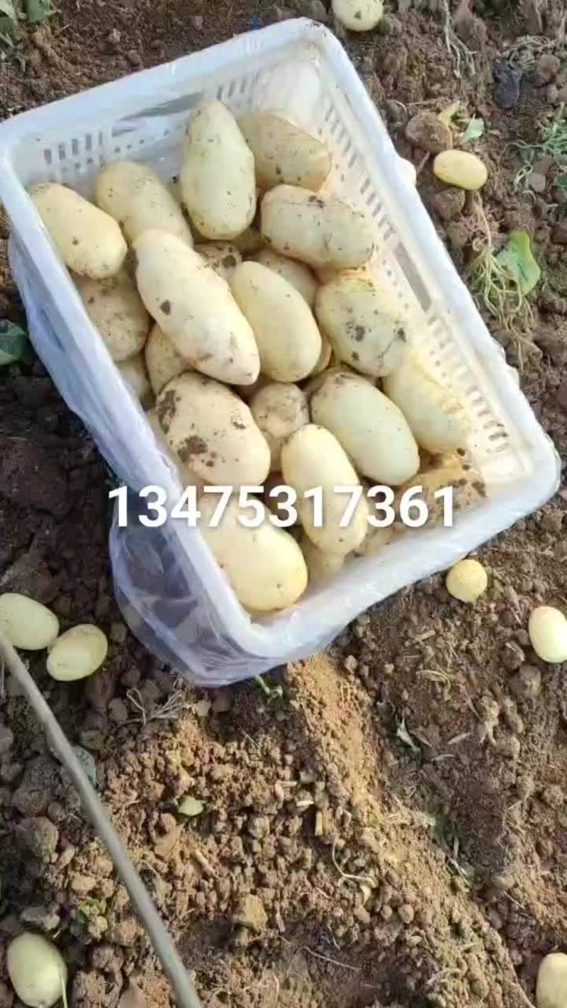 山东肥城3膜大棚优质土豆