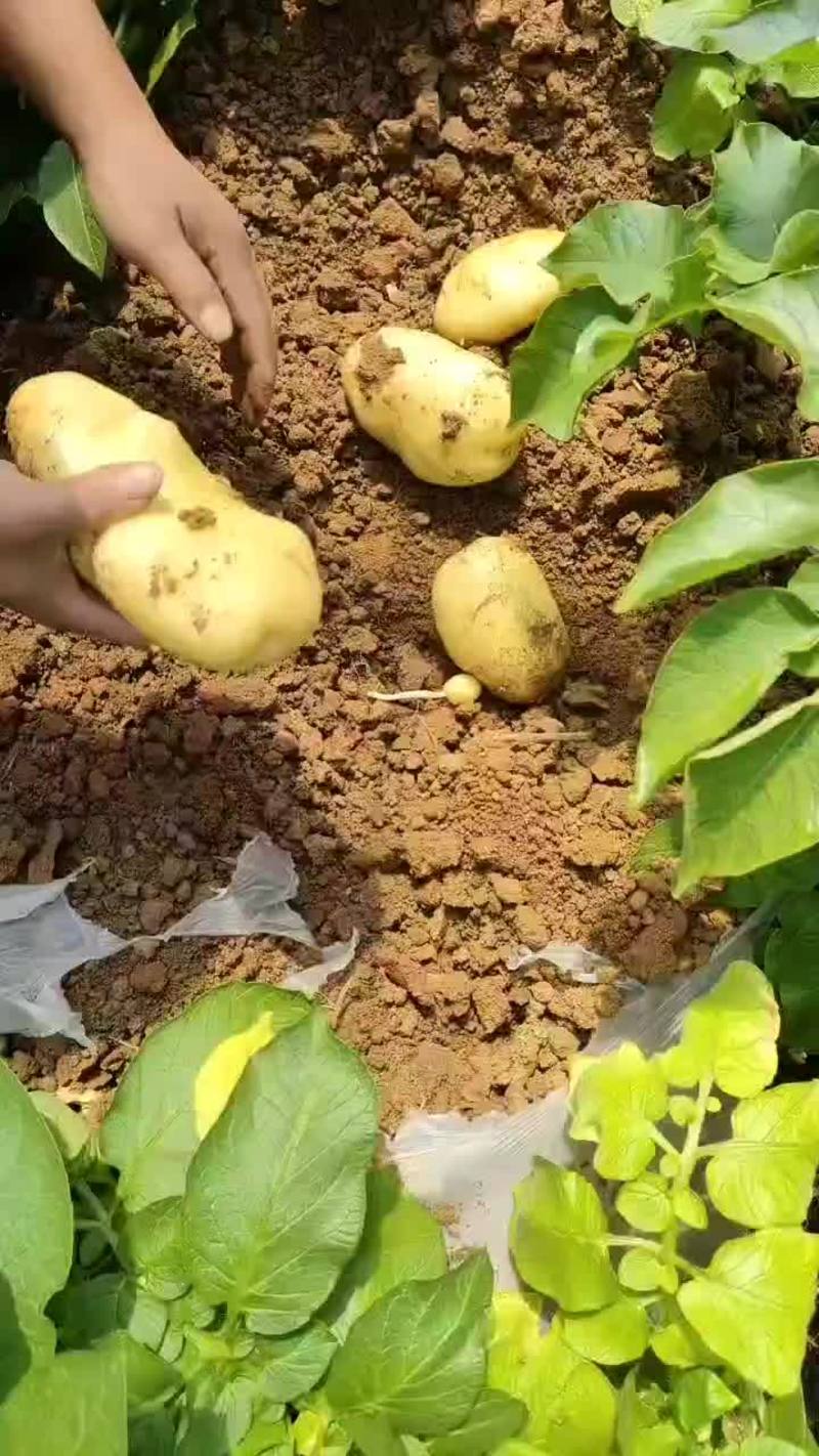 山东肥城3膜大棚荷兰系列土豆