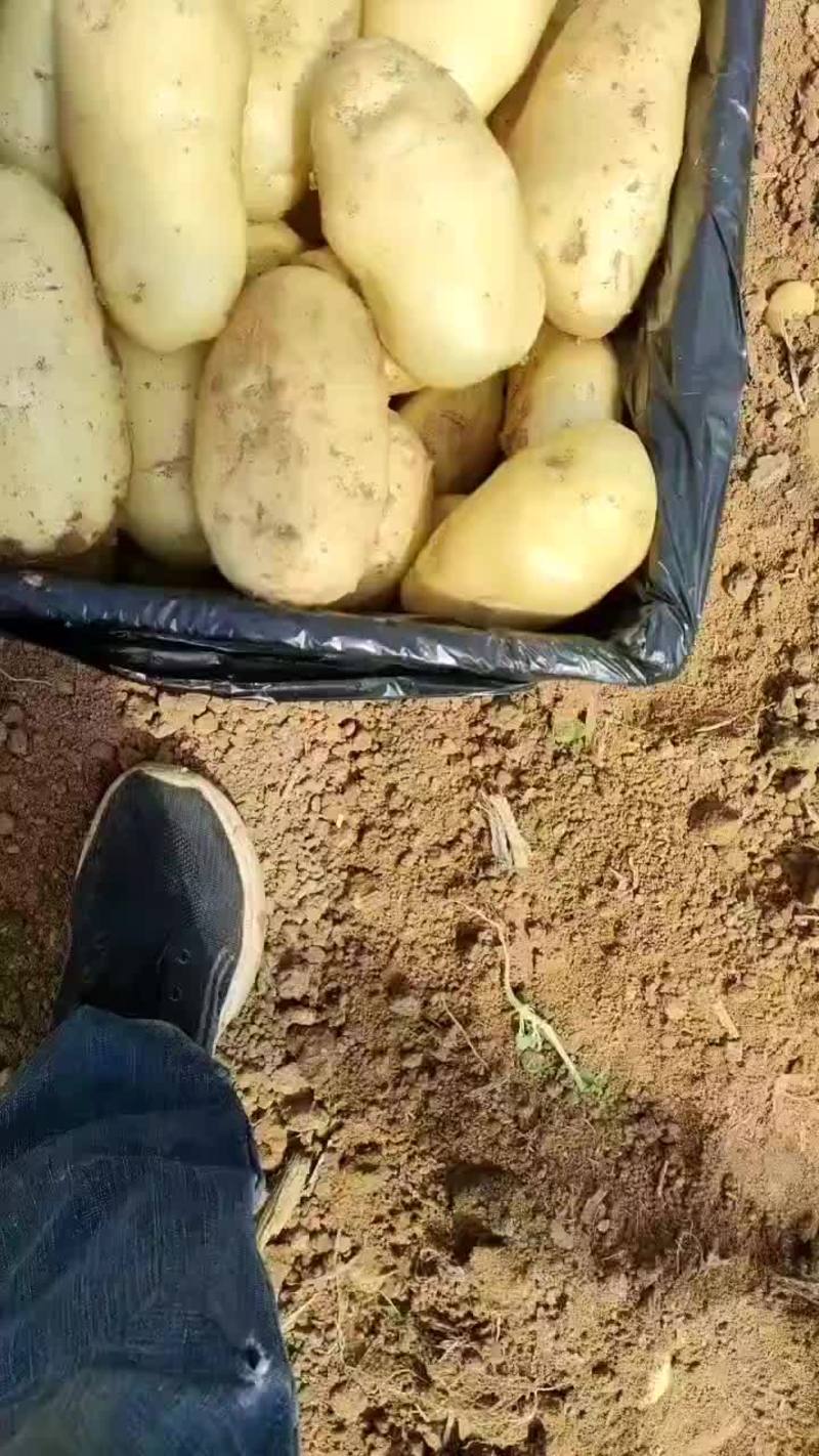 山东肥城3膜大棚荷兰系列土豆