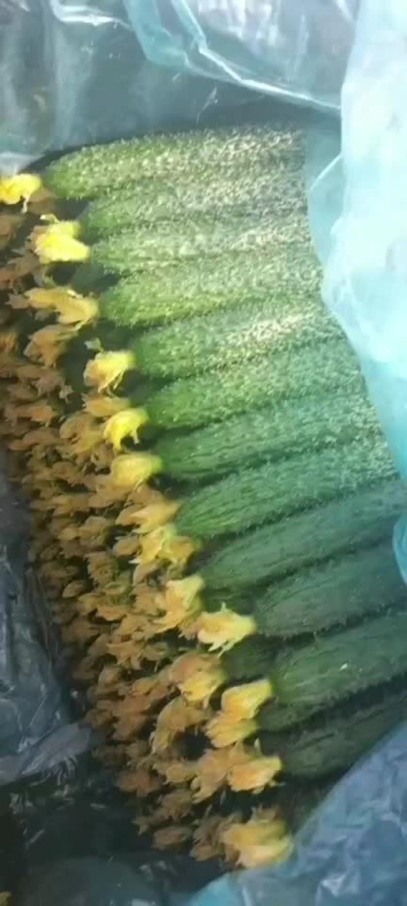 新秧鲜花密刺黄瓜大量上市