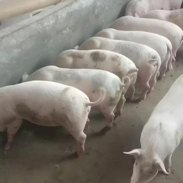 广西二次育肥中猪，土炮，长白，三杂养家猪，烧猪。质量可靠