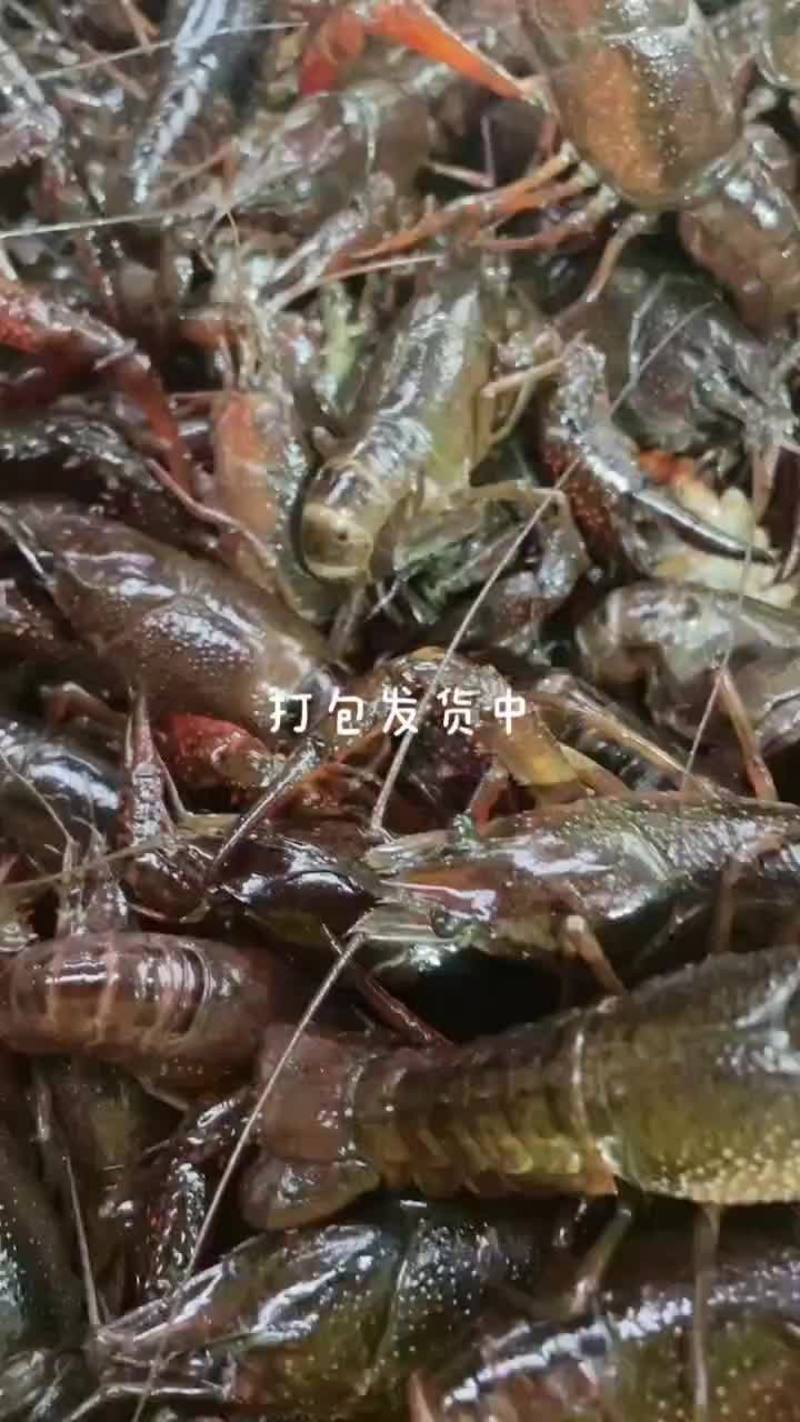 长年供应，小青龙，种虾商品虾
