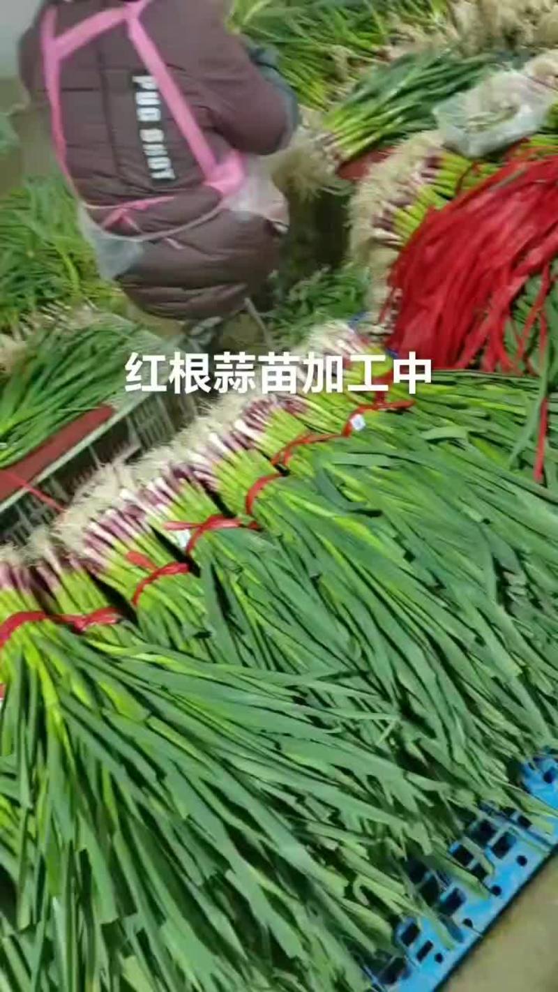 甘肃临洮红根蒜苗大量上市50-60cm根红叶绿