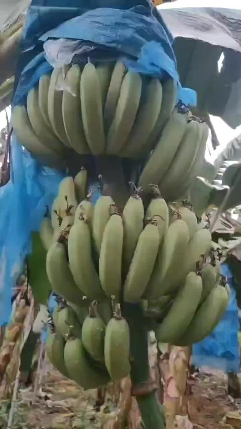 【广东香蕉】香蕉大量供应对接各大市场电商商超