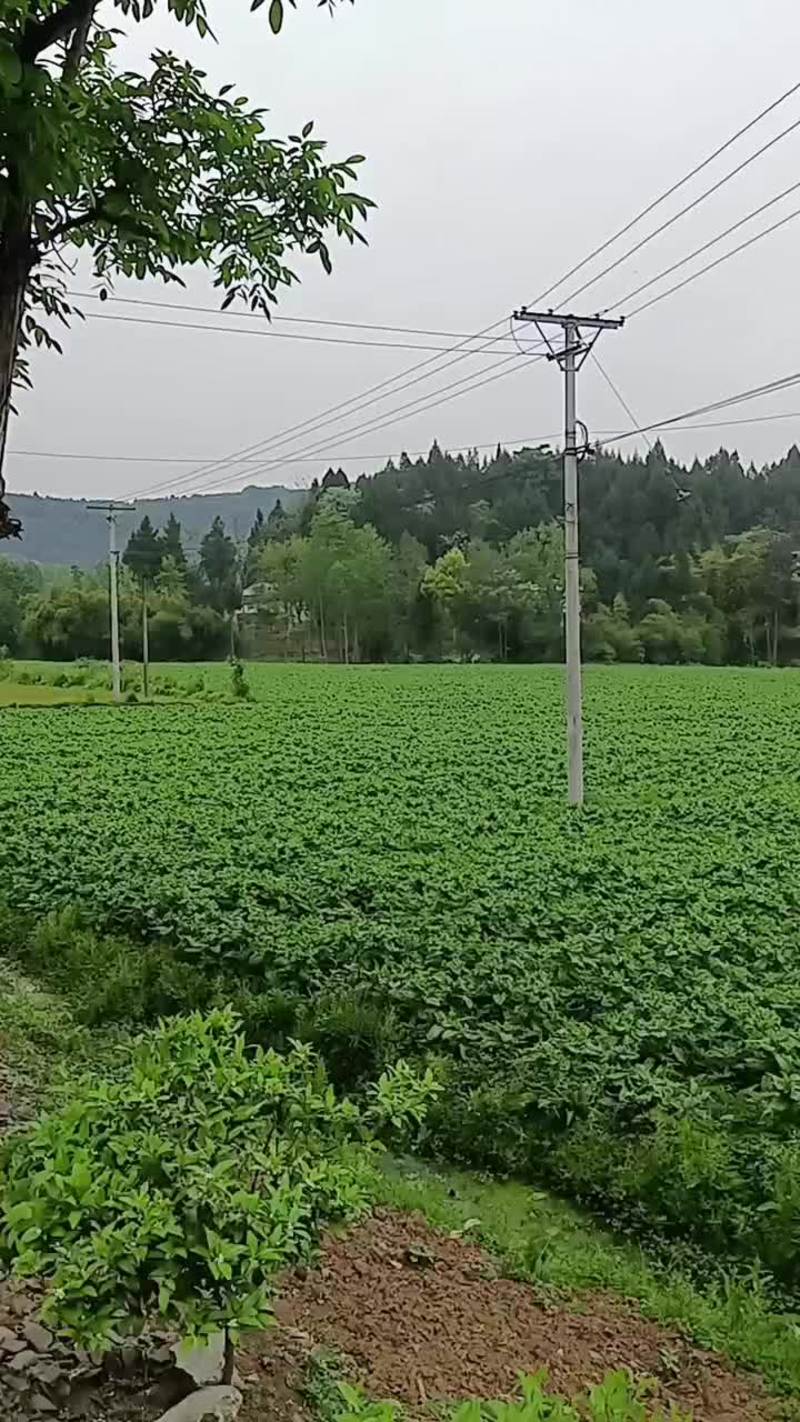 四川省南充基地种植三青莴笋，红尖叶无空心，无裂口