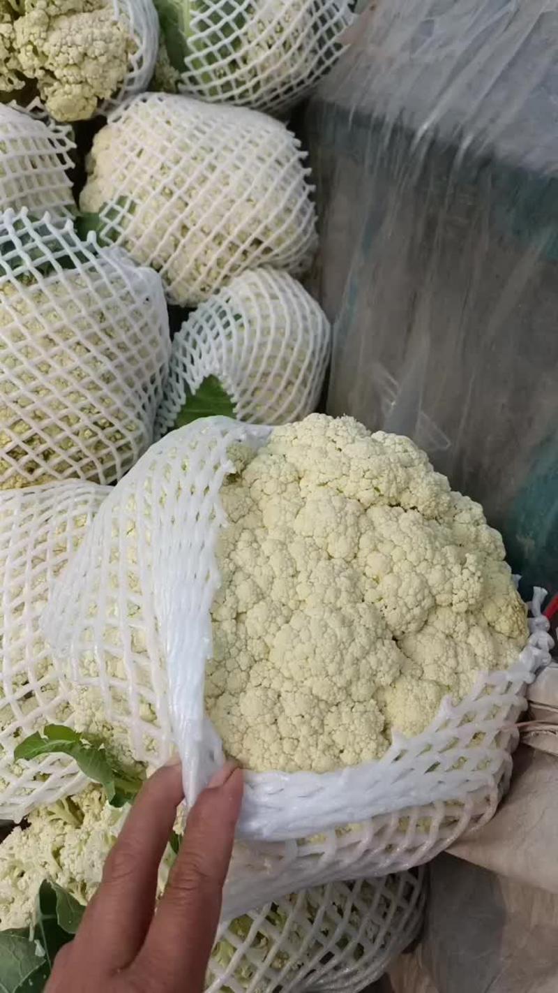 精品现货白面菜花，质量保证个头均匀，市场商超均可供应