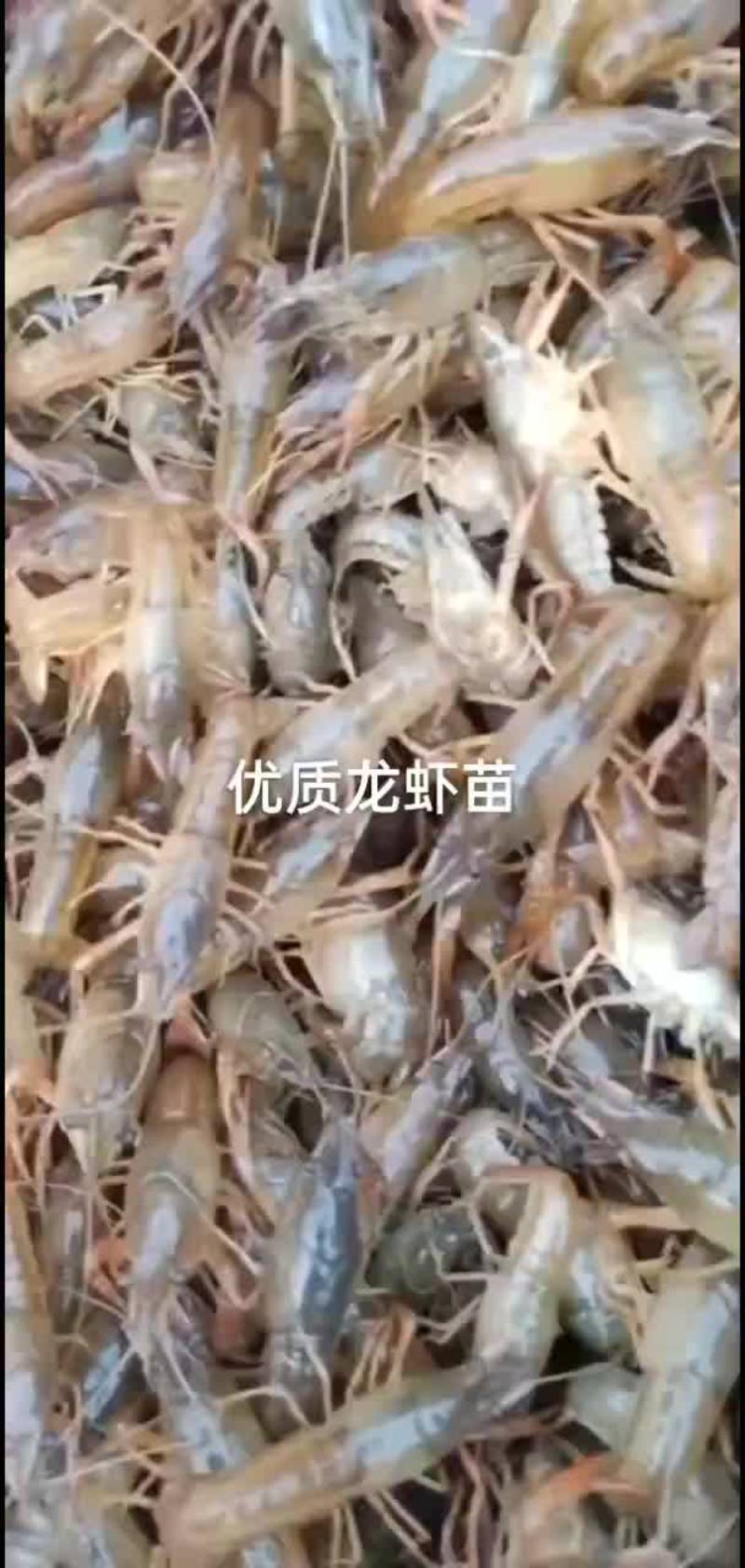 种虾龙虾苗，微山湖优质龙虾苗成活率高包养殖技术