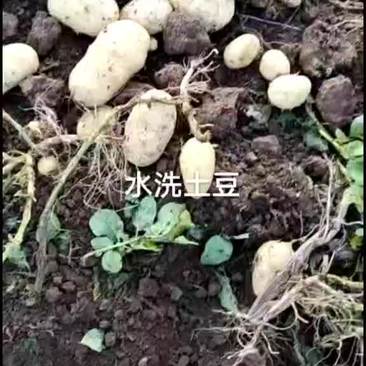 【土豆】河北玉田沃土5号等，品种齐全，量大从优，全国发货