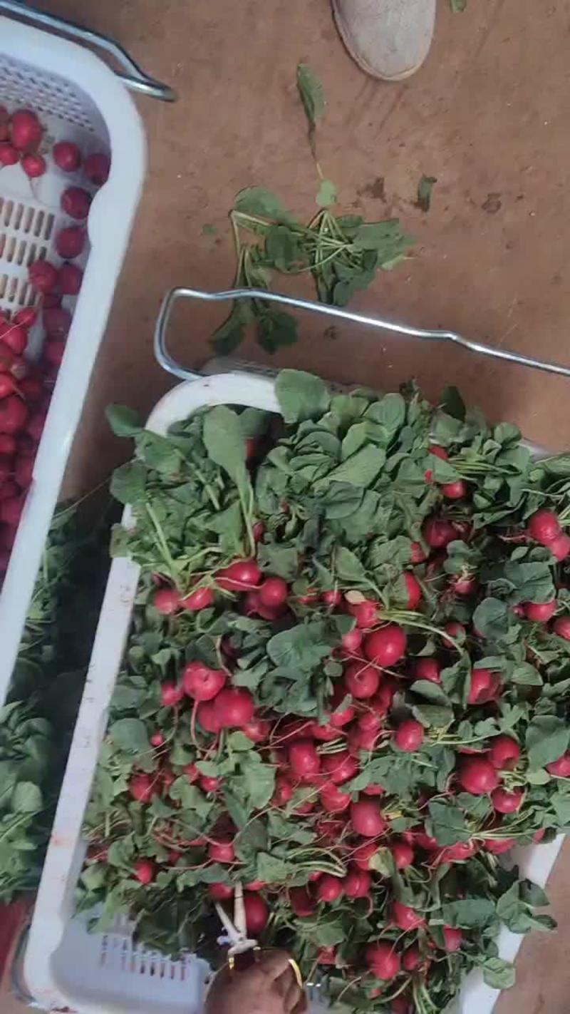 云南精品樱桃萝卜产地一手货源品质保证可视频看货