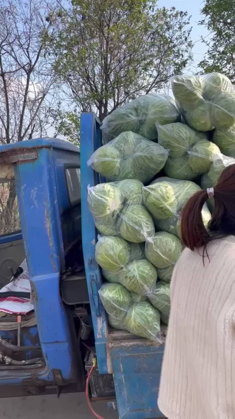 苏北地区精品圆包菜大量供应中！精品2~3斤