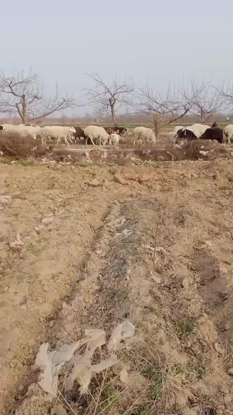优质活羊放养散养，品种一流