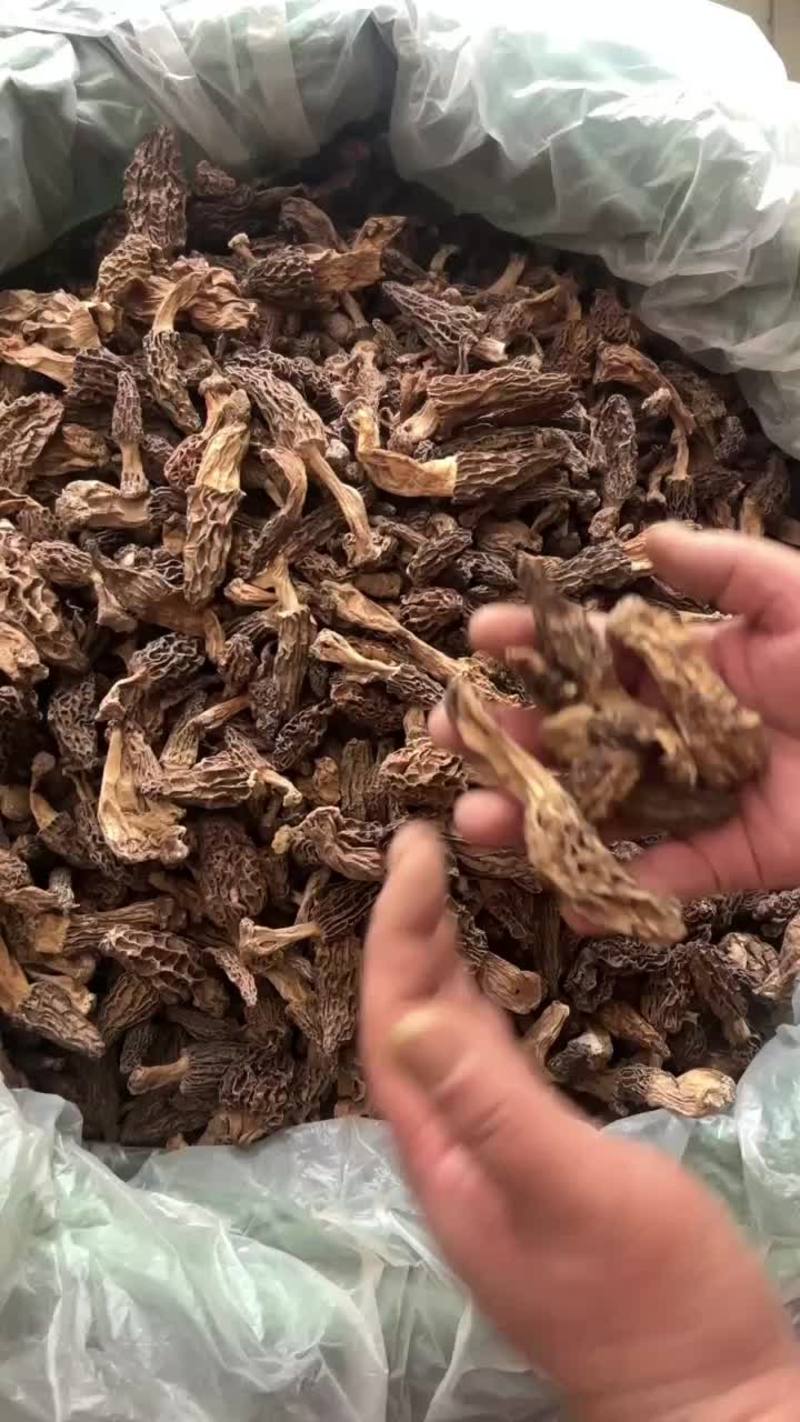 云南特产香格里拉黑脉野生羊肚菌煲汤食材野生菌新货产地直发