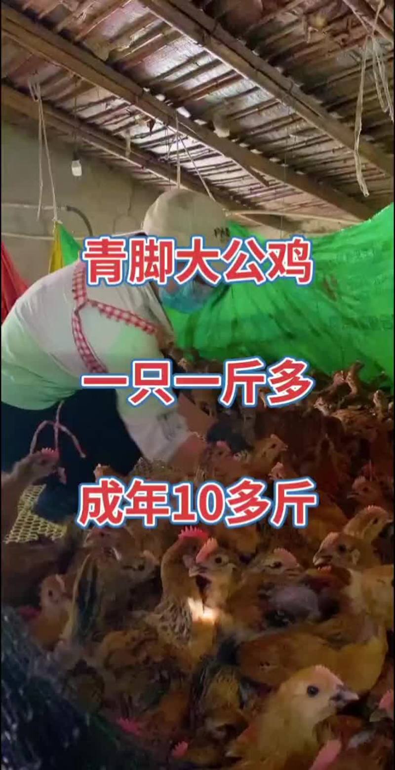 红玉380大公鸡，出壳鸡苗，脱温鸡都有，自养自销全国发货