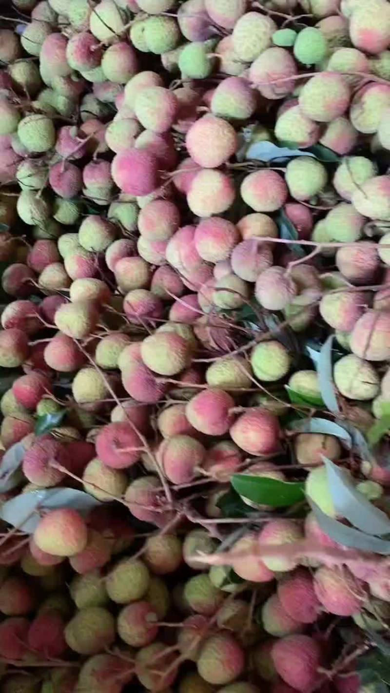 广东汕尾陆丰荔枝出售，果园大量妃子笑，果子均匀，无虫。