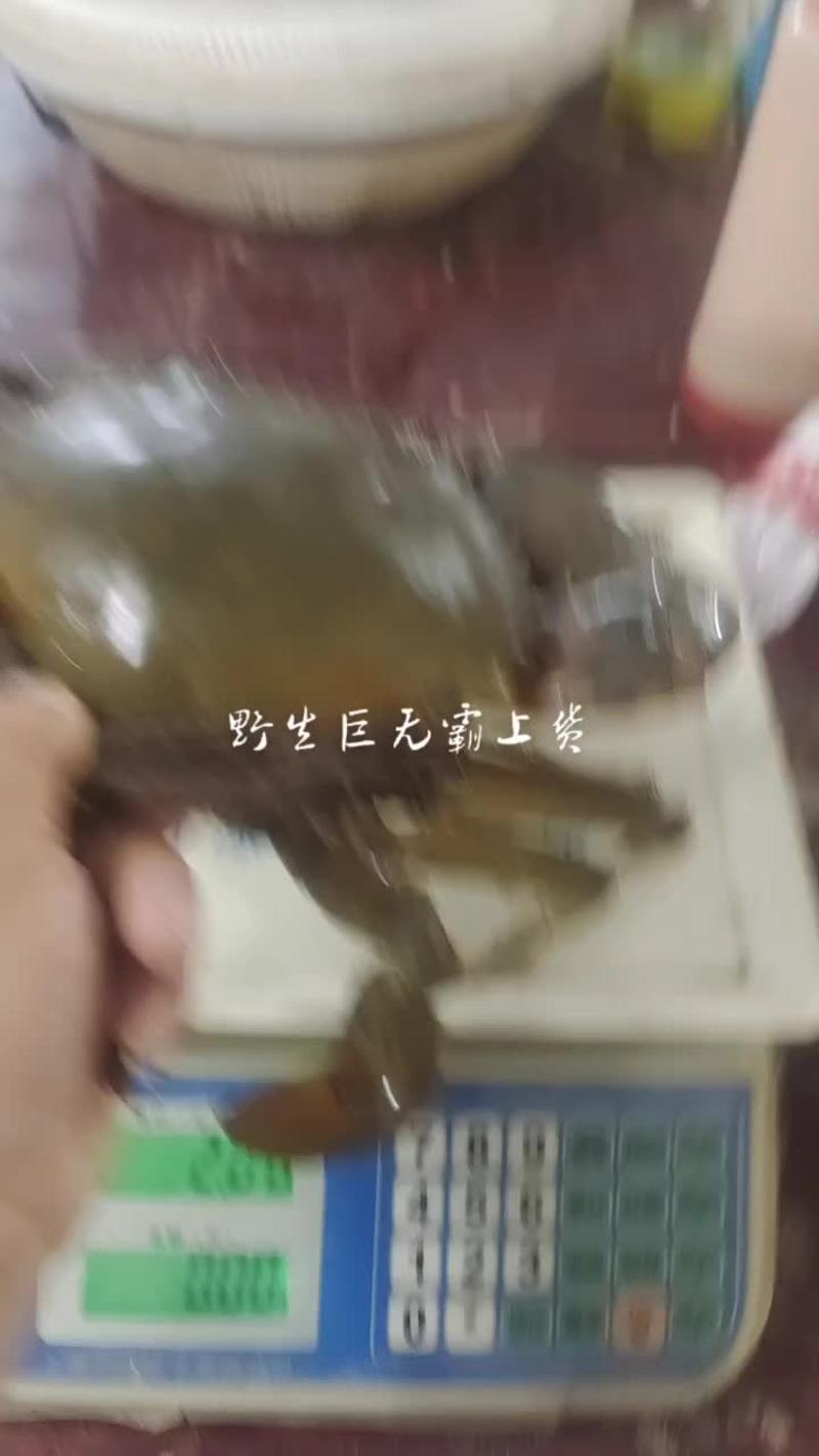 宁海青蟹