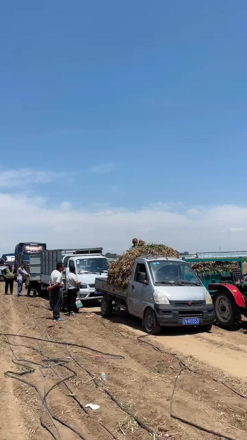 辽宁省绥中县紫皮大蒜大量供应中，需要的联系