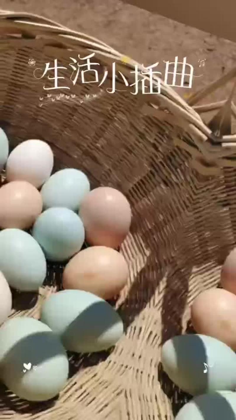 土鸡蛋绿壳粉壳鸡蛋量大优惠提前预定支持视频看货