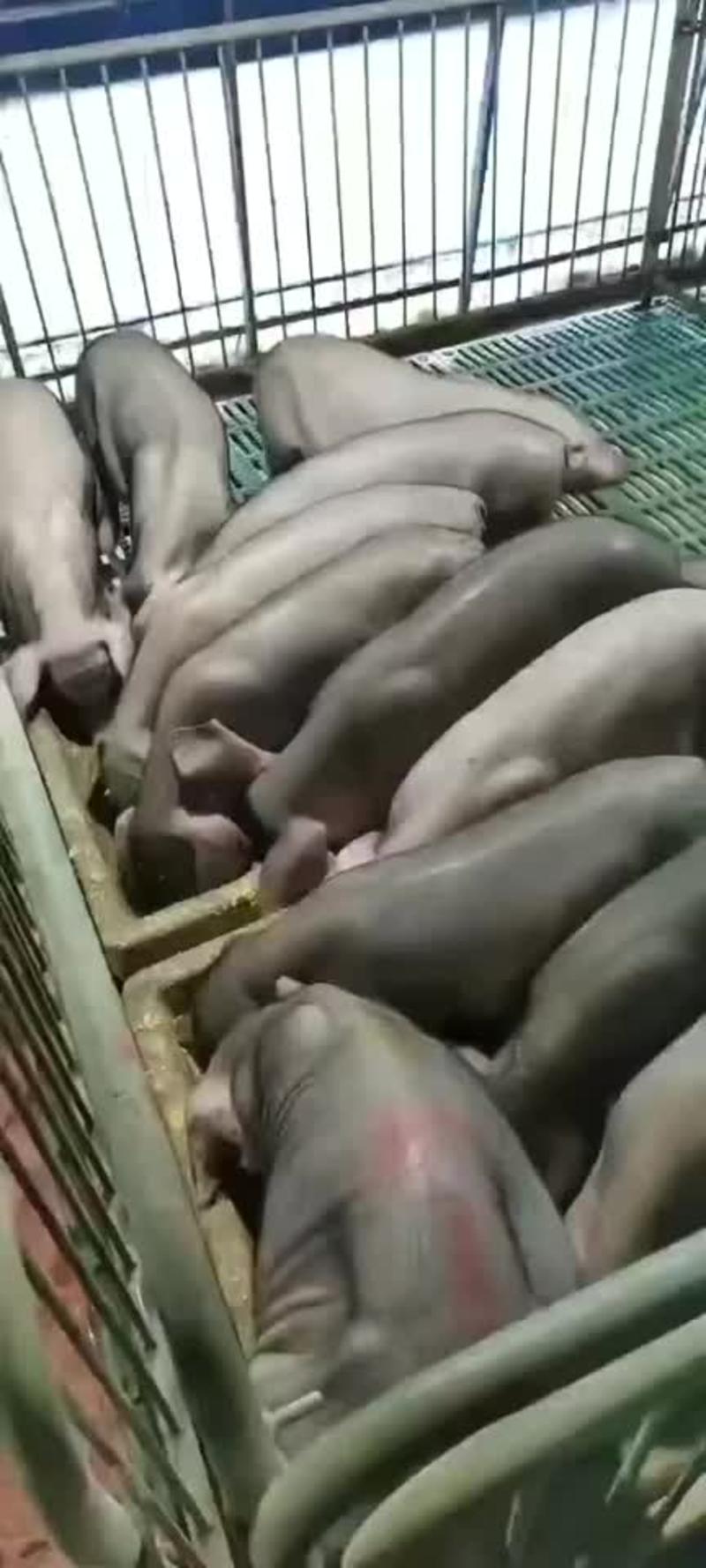 太湖母猪