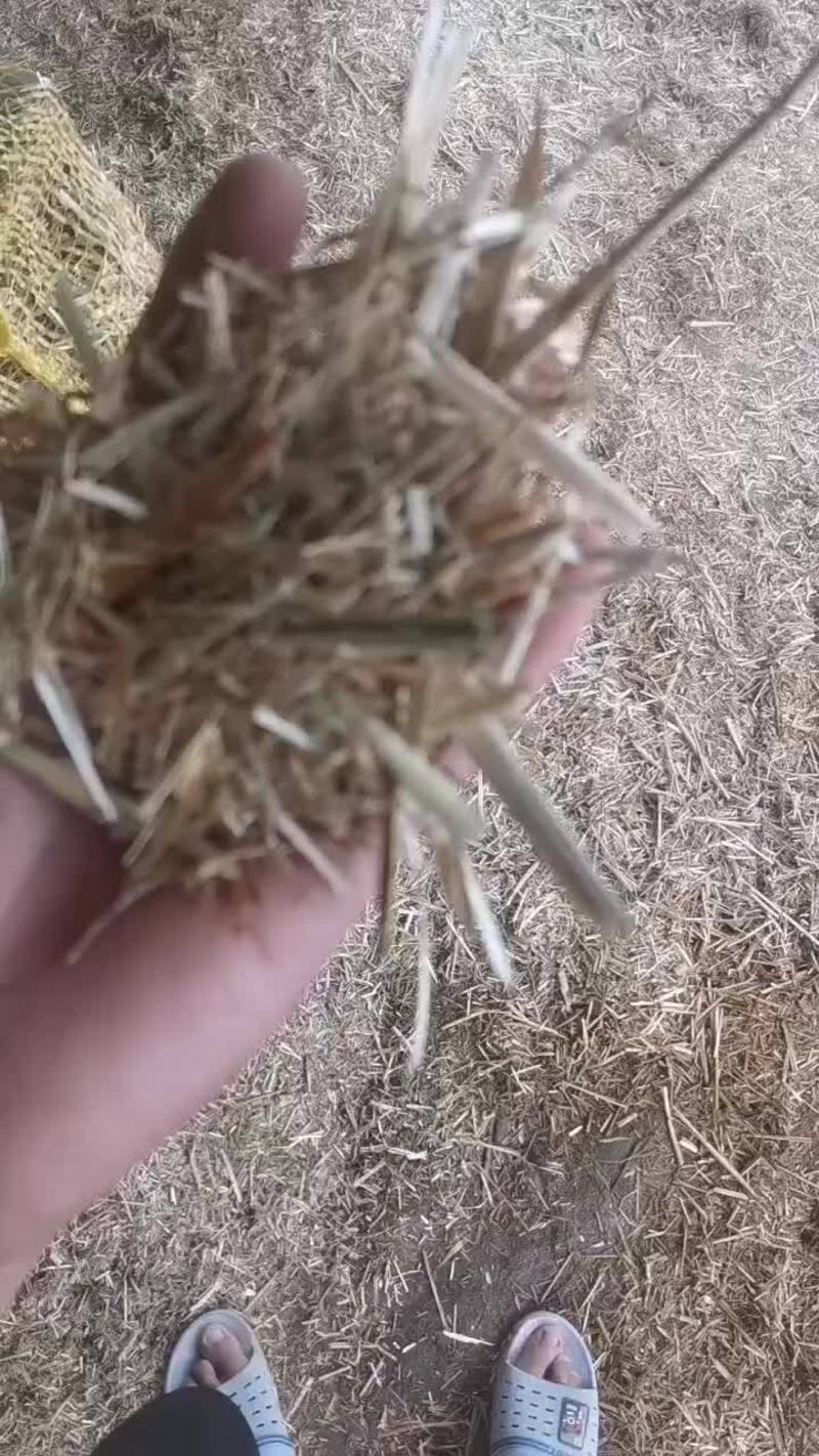 小麦秸秆揉丝草