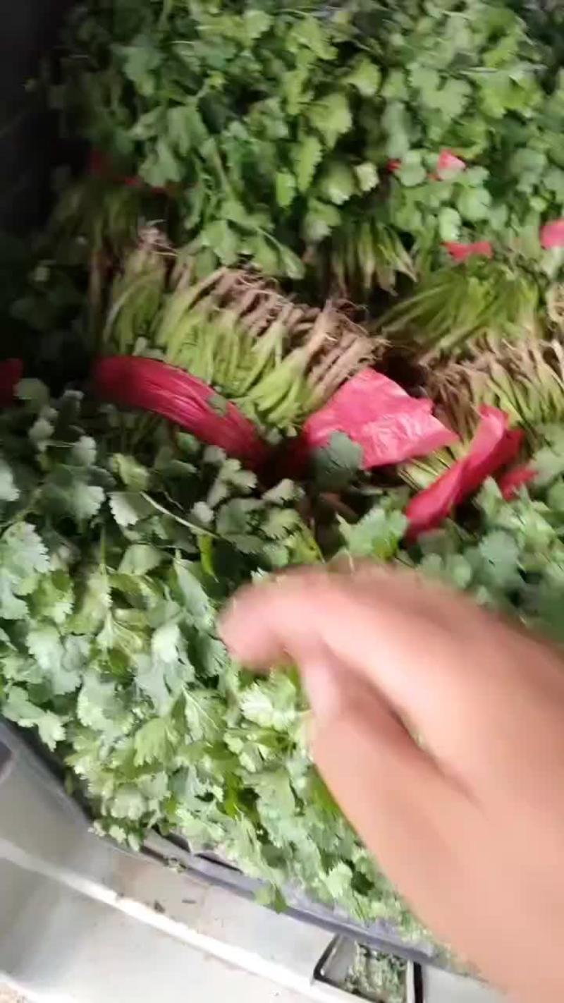 [真实报价]大叶香菜辽宁锦州大量上市，供应全国各地市场