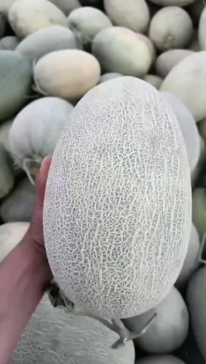 新疆的哈密瓜