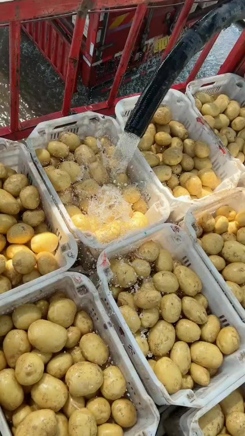 山西文水土豆大量上市