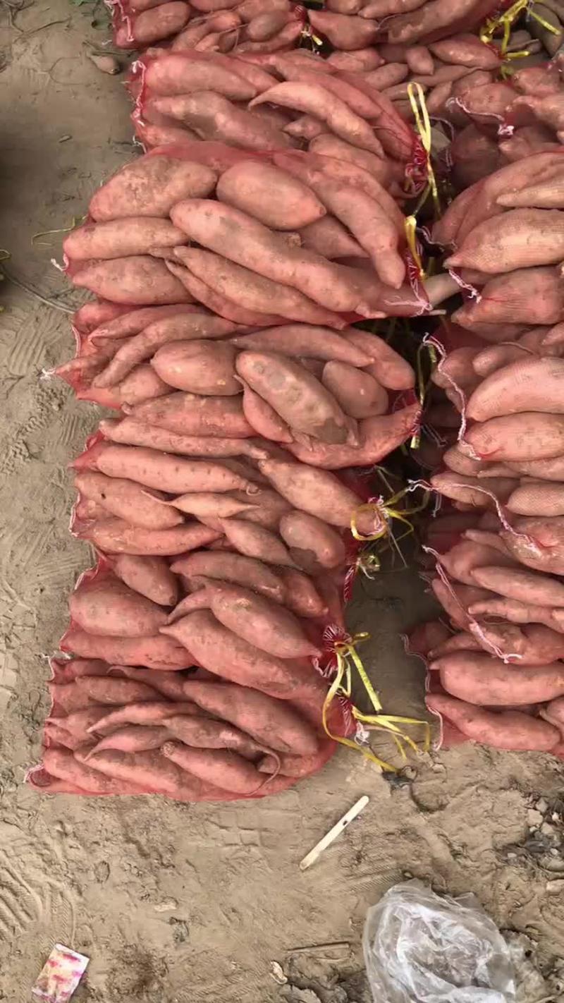 开封万亩红薯基地龙薯九号西瓜红大量上市品质保证