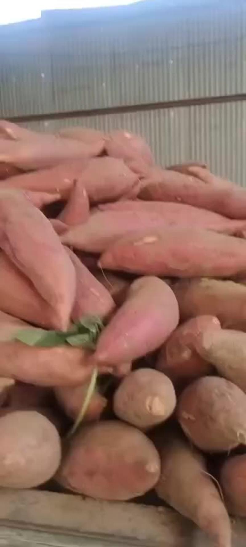 开封万亩红薯基地龙薯九号西瓜红大量上市品质保证