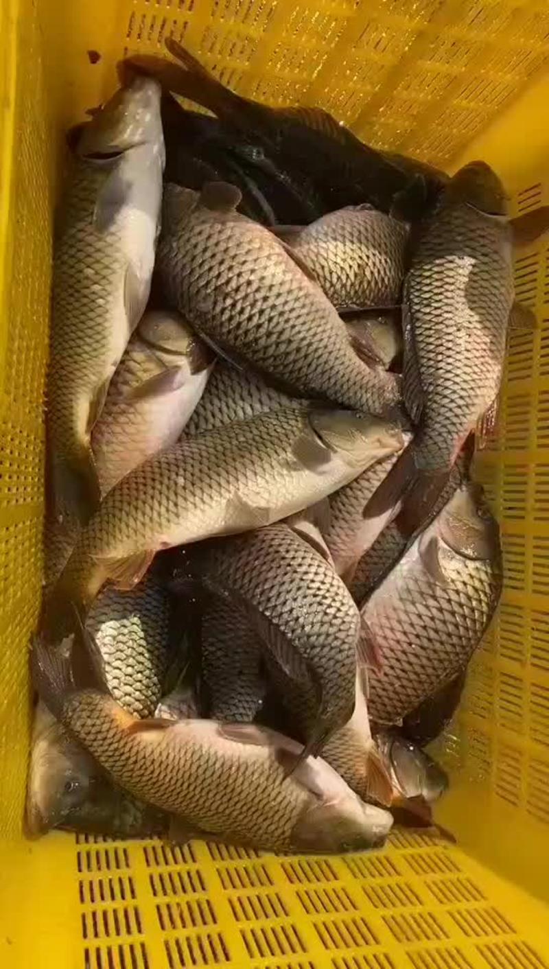 原塘大鲤鱼大量供应