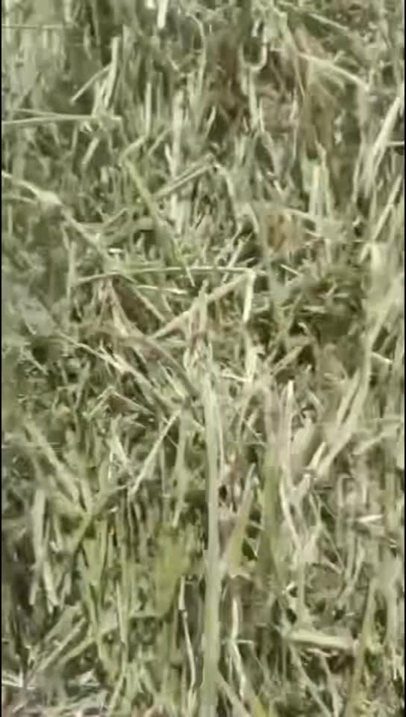 玉门苜蓿草原产地种植货，大捆苜蓿草蛋白高叶片多水分低货源