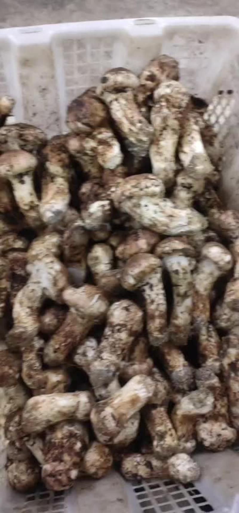 香格里拉高原松茸产地直发直接保障全国发货