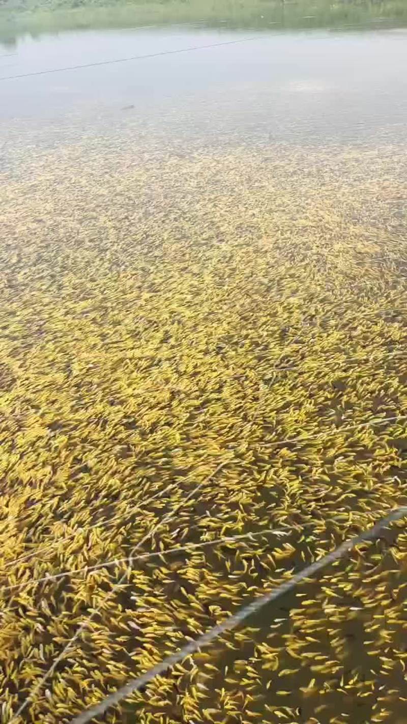 池塘锦鲤黄金黑金锦鲤耐活好养观赏鱼